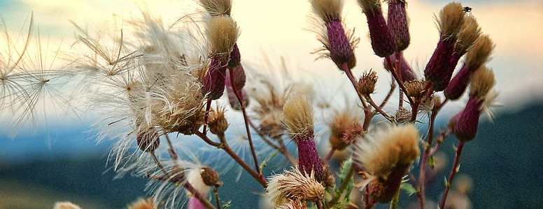 Thistle